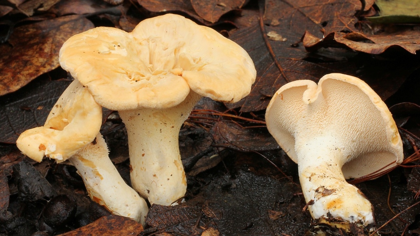 желтый гриб съедобный фото