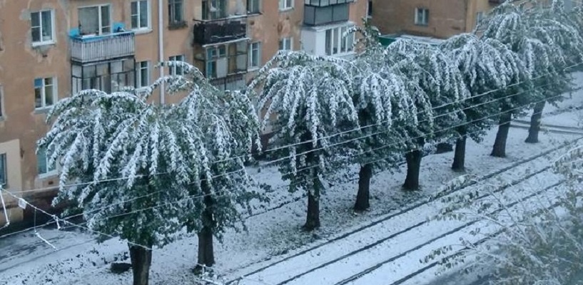 После снегопада в Омске появились «пальмы»