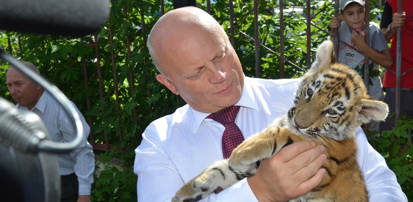 Губернатор Назаров подержал на руках тигренка