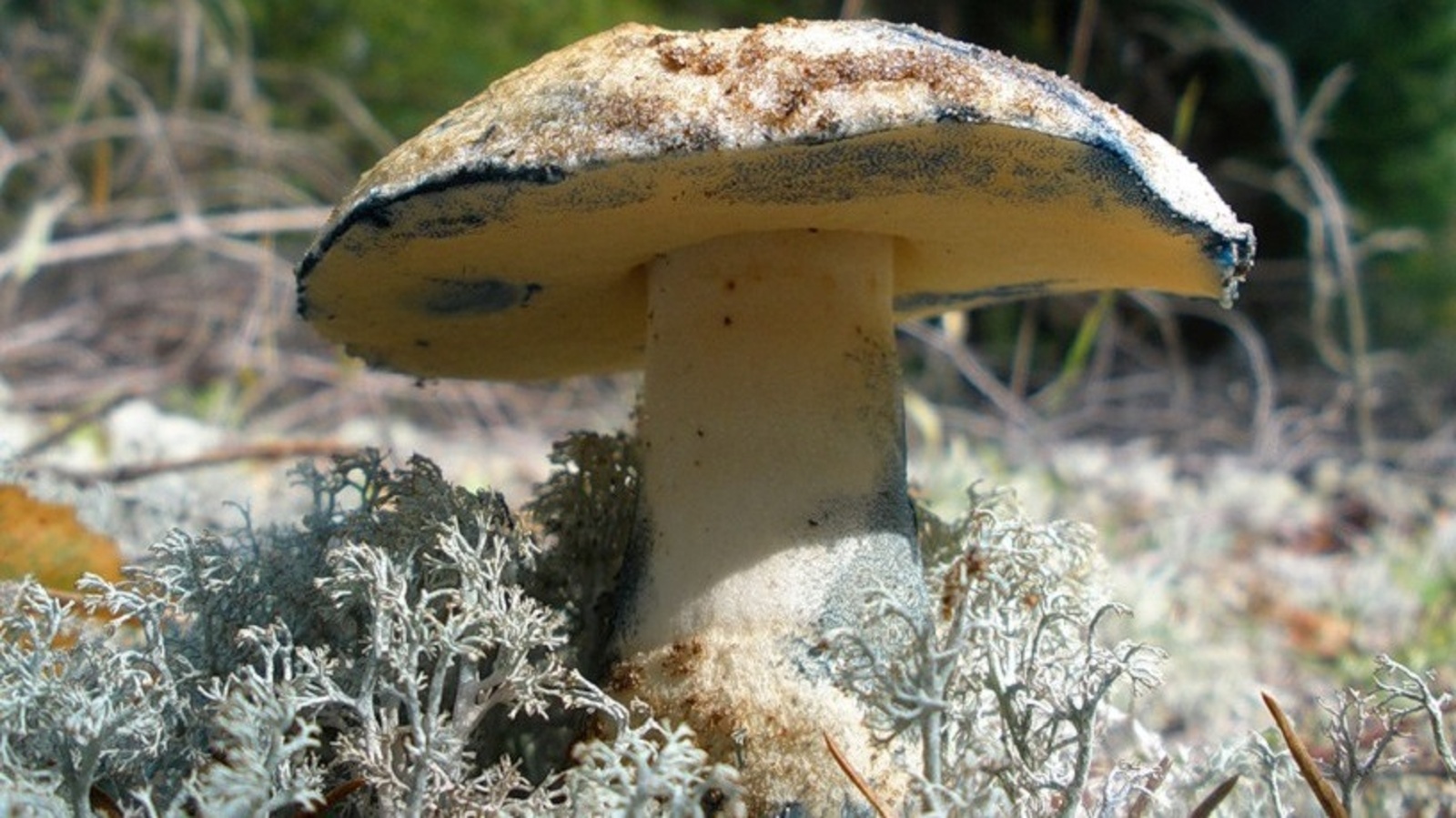 Гиропорус синеющий (Gyroporus cyanescens)