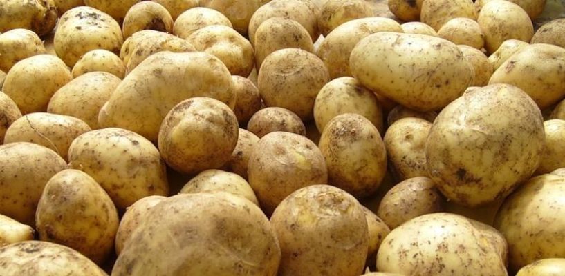 Прогнозы цен на картофель 2018 Прогнозы цен на картофель 2018