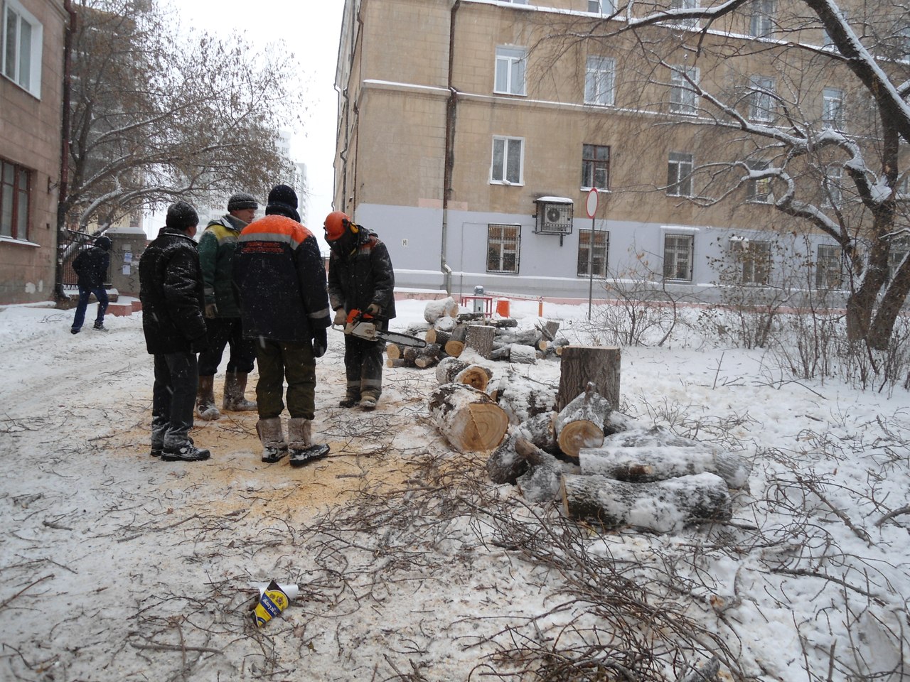 В Омске массово вырубают деревья перед прокуратурой Советского округа  (ФОТО) | 28.11.2016 | Омск - БезФормата