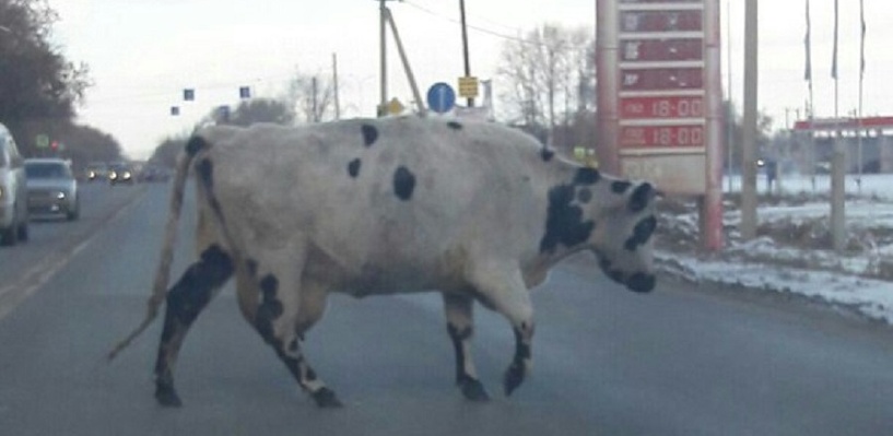 На Красноярском тракте в Омске заметили корову-нарушительницу ПДД