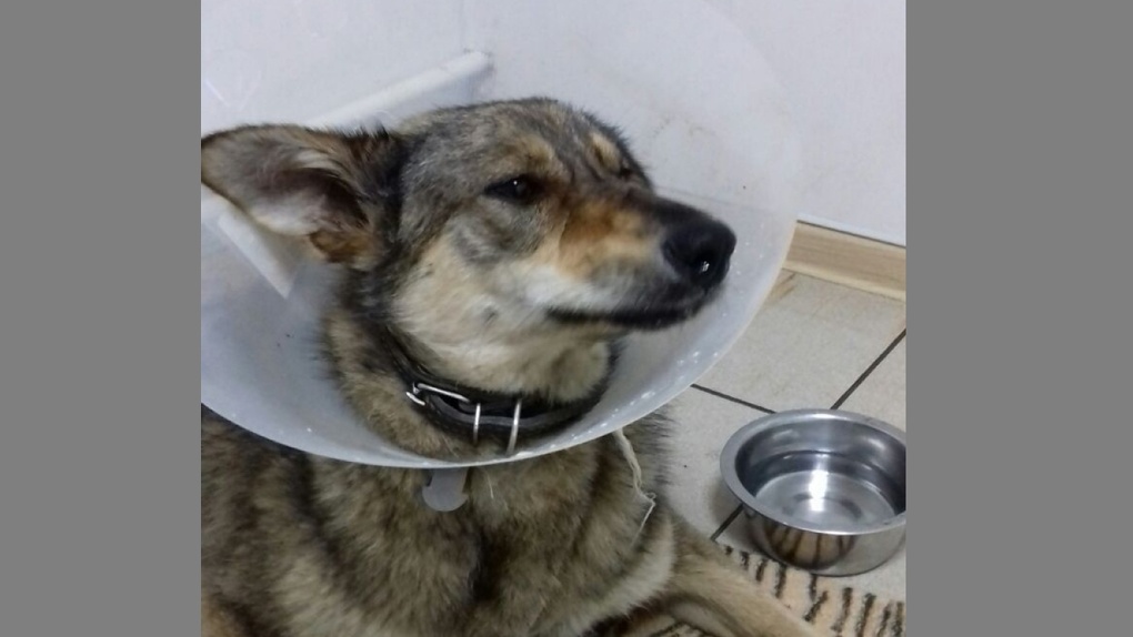 приют джульбарс горно алтайск для животных. джульбарс (собака). приют для животных в омске джульбарс. собака джульбарс нарисовать. джульбарс приют горно алтайск собаки.