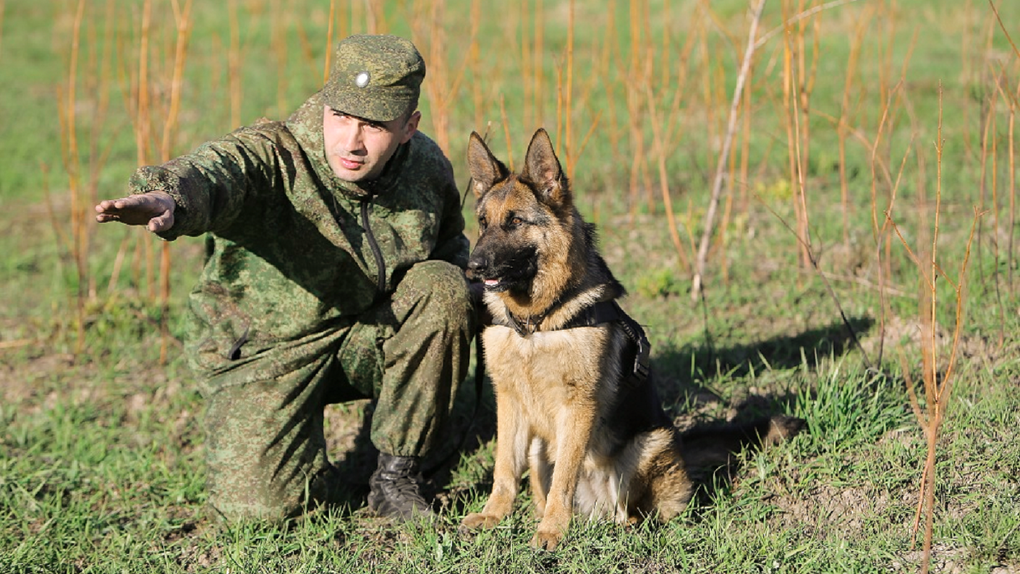 Фото военных кинологов