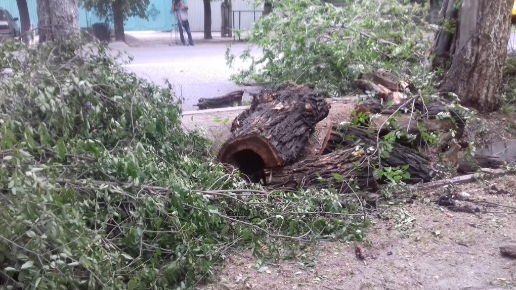 На территории омского детского сада обнаружили 14 аварийных деревьев