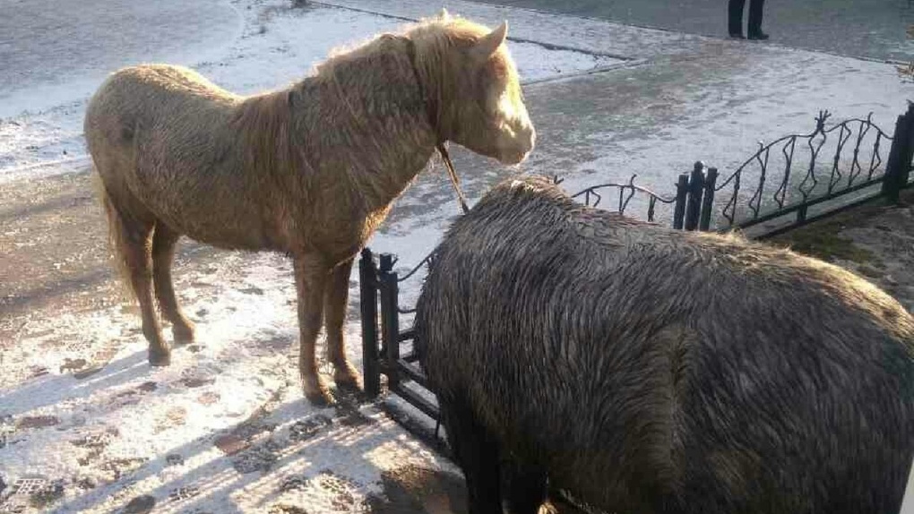 В Омске неподалеку от вокзала гуляют два пони
