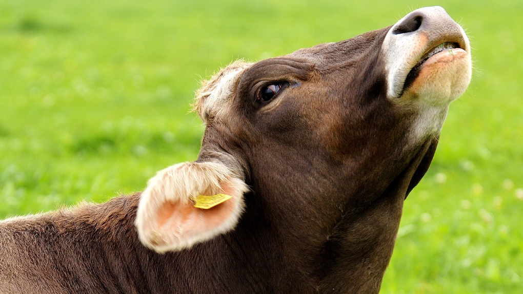 Омких коров привили от неприятного узелкового дерматита