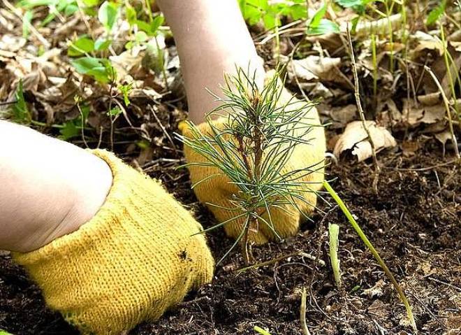Саженцы в омске обмен на макулатуру сборы макулатуры в москве