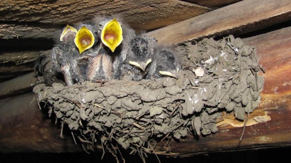 Под крышей дома свили гнездо. Гнездо под крышей. Гнездо ласточки. Птенцы деревенской ласточки. Гнездо летучей мыши.