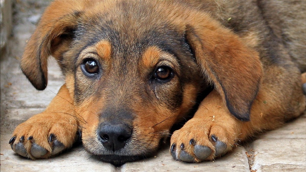 В омском парке 30-летия ВЛКСМ отравили домашних собак