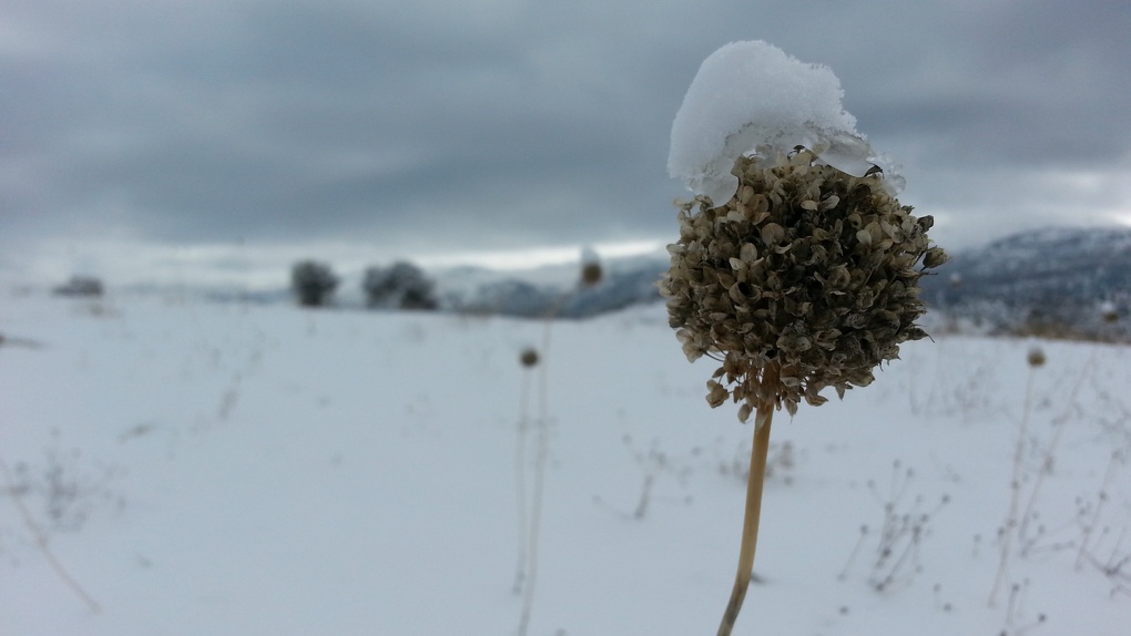 Конопля под снегом семена конопляные купить на открытом грунте