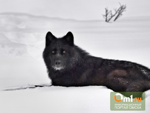Черный волк на охоте без смс