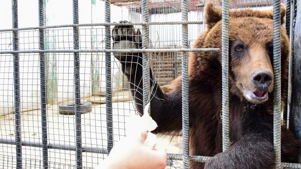 Агрессивные медведи шокировали велосипедистов в Новосибирской области