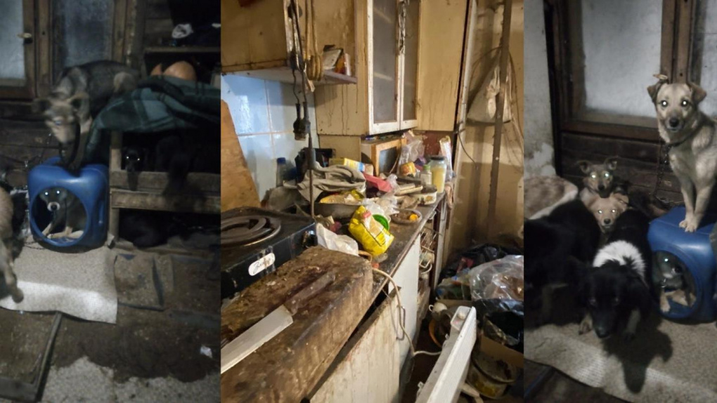Побои и антисанитария: новосибирские волонтёры спасли животных из приюта-концлагеря