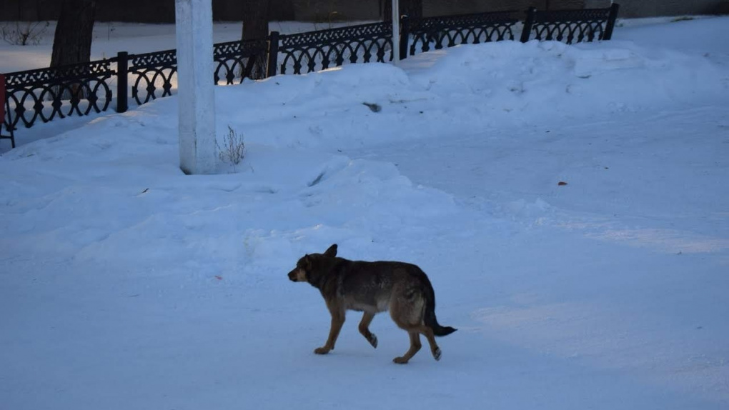 В Омске на двух маленьких омичей напала стая собак