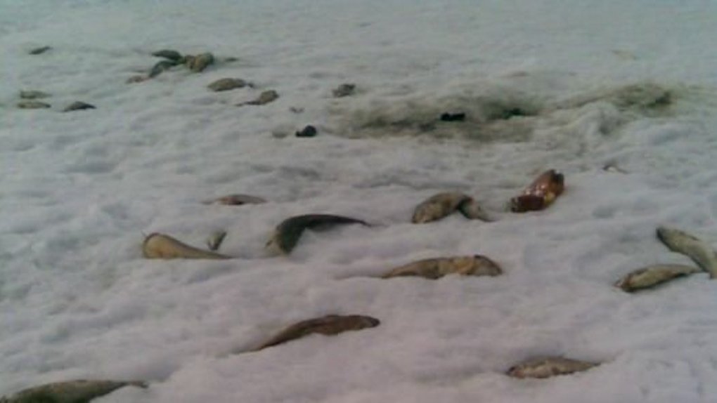 Экологическая катастрофа грозит Новосибирскому водохранилищу из-за браконьерской ловли рыбы