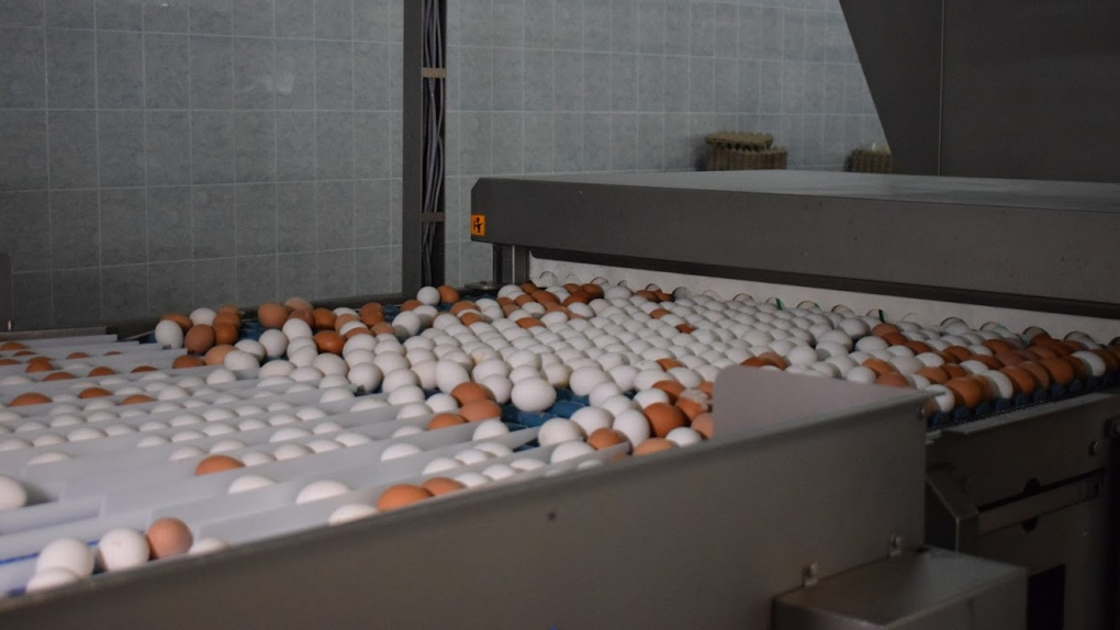 Опасная болезнь отступила. Омская птицефабрика начнёт продажу яиц уже в марте
