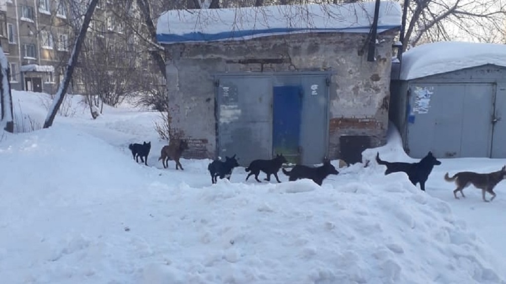 Стая бездомных собак держит в страхе жителей нескольких улиц Новосибирска