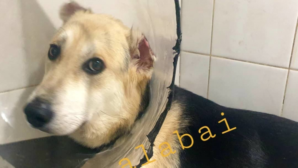 Ампутировали четыре лапы и часть хвоста: новосибирские зоозащитники ищут протезиста для несчастной собаки