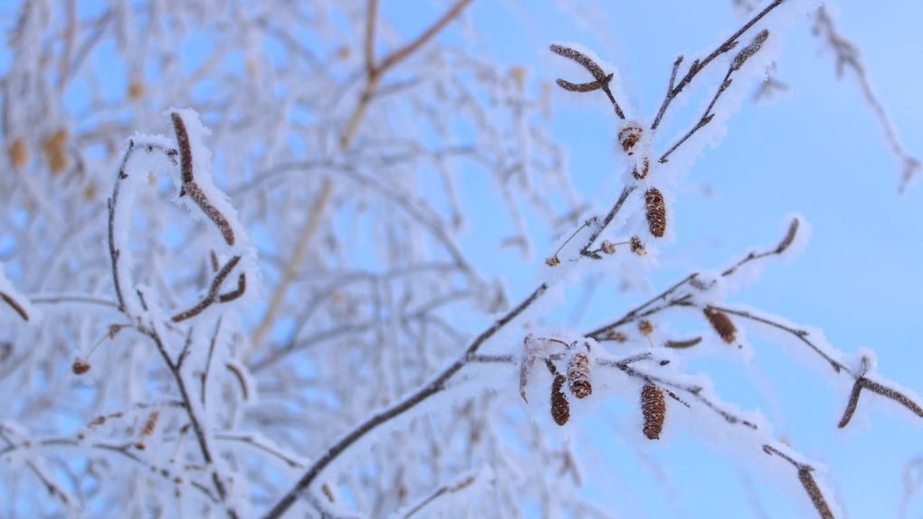 Морозы до -35 градусов ожидают новосибирцев в ближайшие выходные