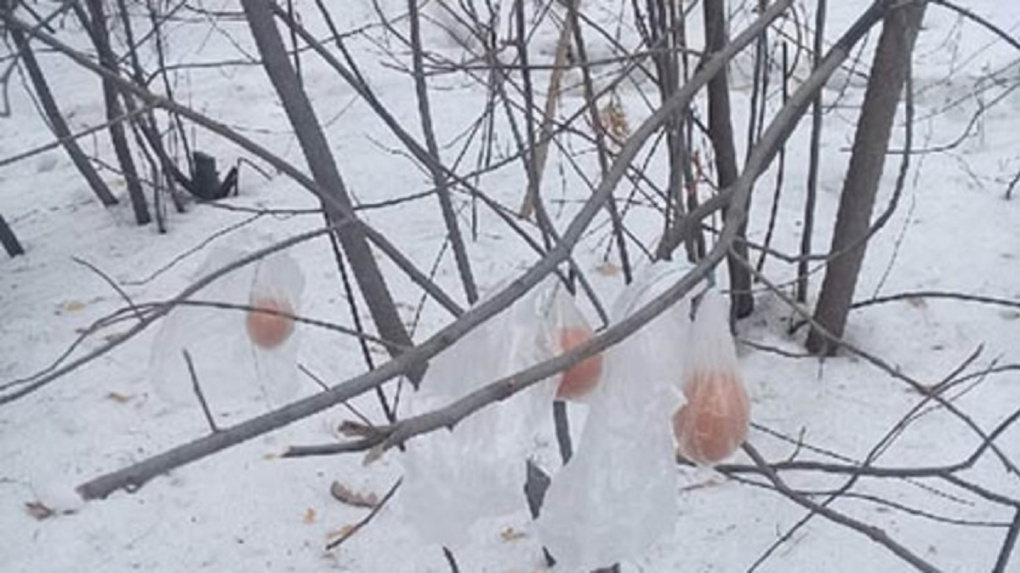 «Словно некий обряд»: новосибирцев напугали таинственные яйца на деревьях